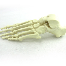 TF12 (12323) Modèle orthopédique de grand pied gauche d&#39;anatomie normale de mousse solide